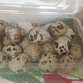 yumurtga