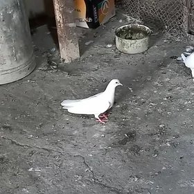 kepderi