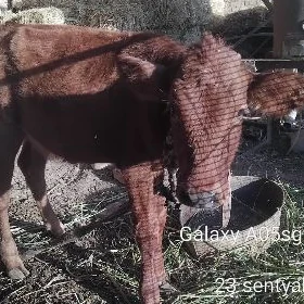 tüwe