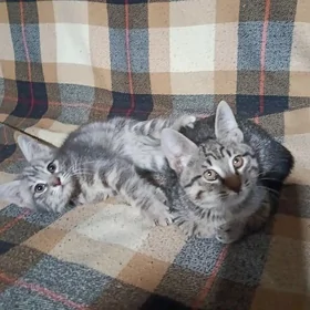 котенок