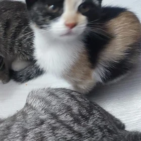 отдам в хорошие руки котëнка