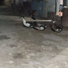 Ordek gak gak