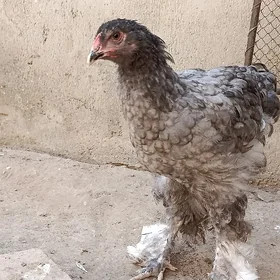 🐔Yaş Bramalar🐔