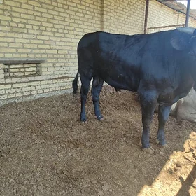 bakylan okuzler her hili baha