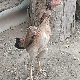 taṣkent mäki