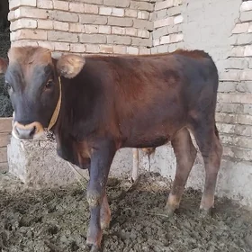 Öküz