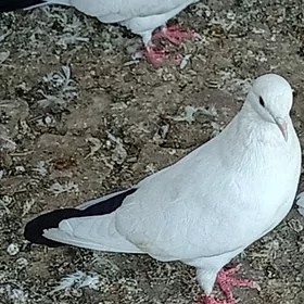 Kepderi