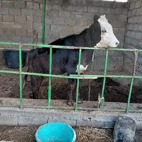 tùwe