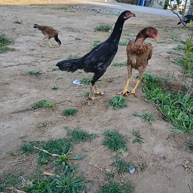 Taşkent
