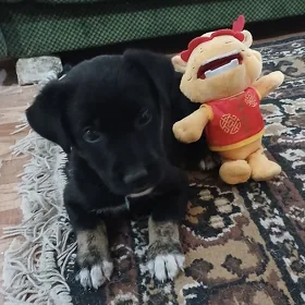 щенок