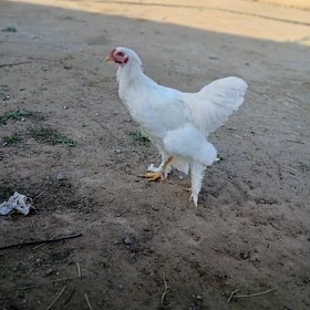 Brama
