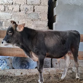 siwet öküz