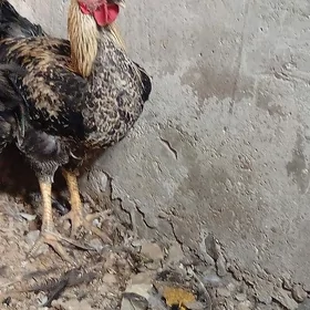 horaz