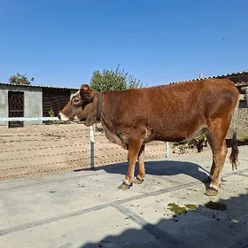 tüwe
