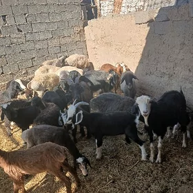 goyun geci