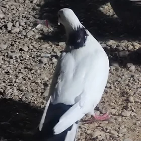 kepderi