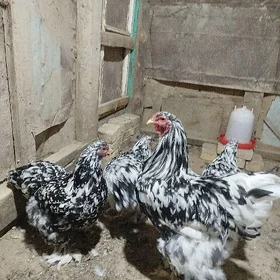 brama yumurtga