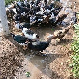 indutga ördek towuk jüje gus
