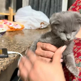 нашли кошку веслаухаю