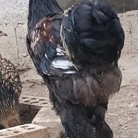 🐔BRAMA🐔