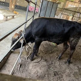 öküz