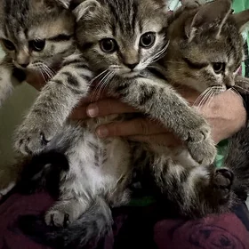 Шотландские вислоухие