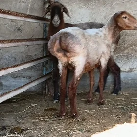 goýun