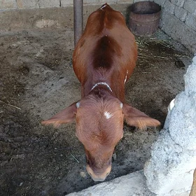 okuzce gapy maly