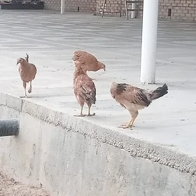 5 aylyk towuk