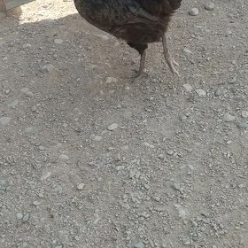 tawuk
