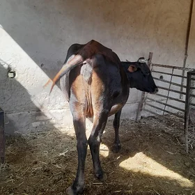 Bogaz sgyr