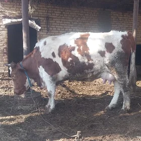 Arassa Simental