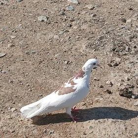 kepderi