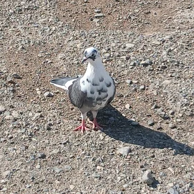 kepderi
