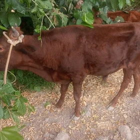 Öküz
