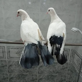 kepderi