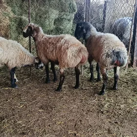 Bakylan tokly goç
