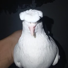 kepder