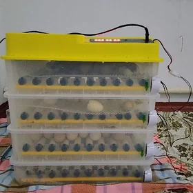 Inkubator