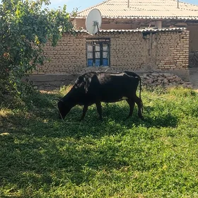 bogaz sygyr