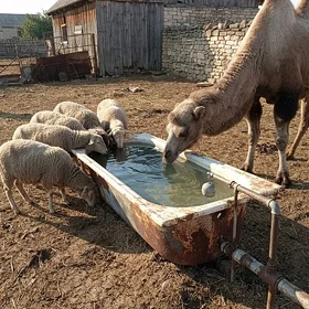 чугунная ванна