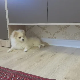 ШПИЦ