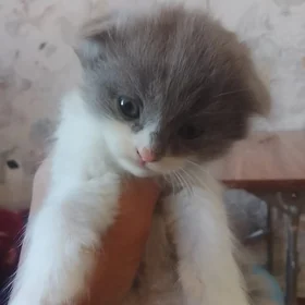 кошки