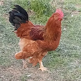 yerli tovuk barama horoz