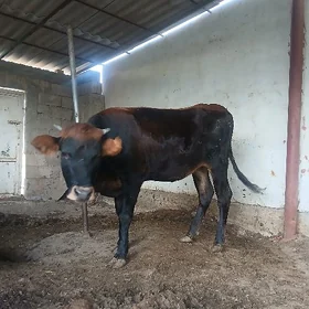 tuwe