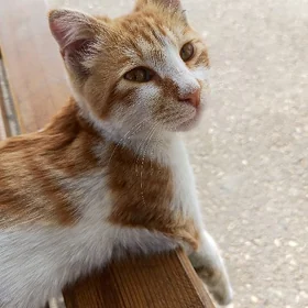 РЫЖИЙ 🐱 КОТИК 5.6 МЕСЯЦЕВ