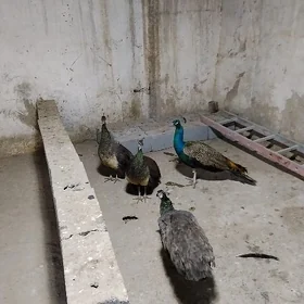 Tawus Guş