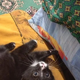 котйонок