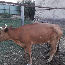 sygyr