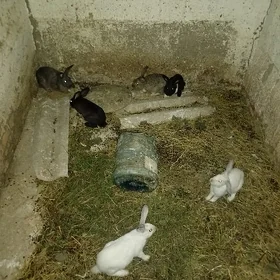 erkek towşonlar